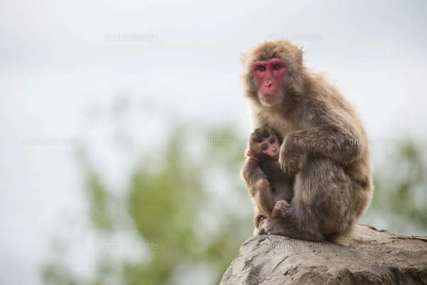 猿の親子 猿の親子の写真素材 [40223504] - PIXTA