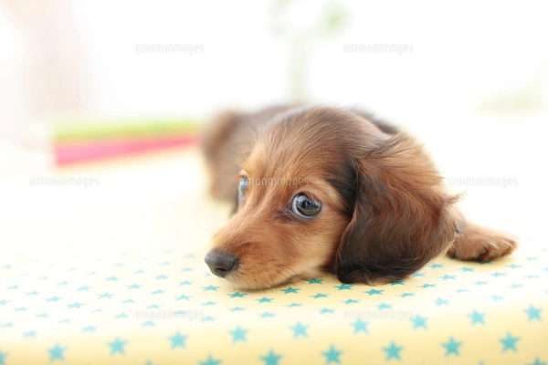 シェルティー（お座りポーズ） シェルティー（お座りポーズ）