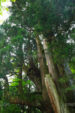 八坂神社 杉の大スギの写真素材 [FYI01795885] | ストックフォトの Qlean Market（キュリンマーケット）