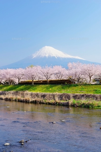 静岡県 潤井川沿いの桜並木と富士山の写真素材 [FYI01803827