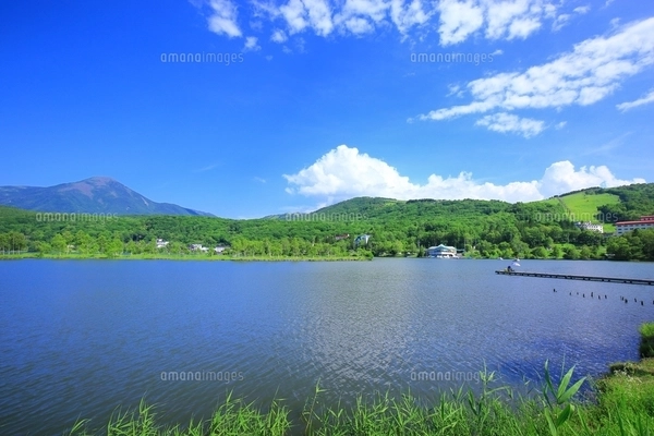 白樺高原 白樺湖と蓼科山の写真素材 [FYI01818914] | ストックフォトの