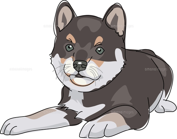 犬　絵 犬 柴犬 黒のイラスト素材 [FYI02684670] | ストックフォトの