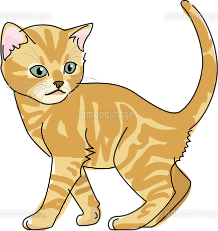 猫 アメリカンショートヘアのイラスト素材 [FYI01857320