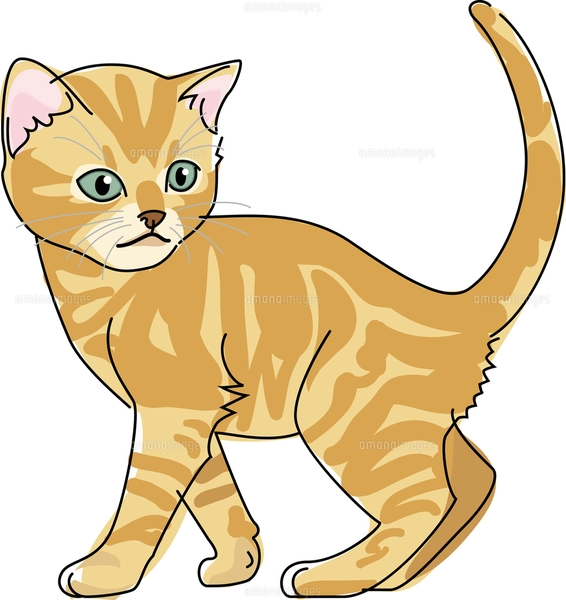 猫 アメリカンショートヘアのイラスト素材 [FYI02685947
