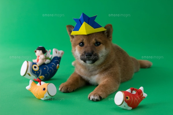 折り紙の兜を被った柴犬の写真素材 [FYI02588812] | ストックフォトの