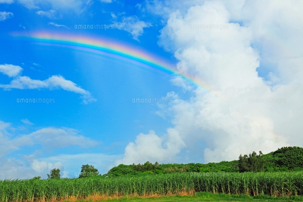 サトウキビ畑と青空 沖縄県の写真素材 [FYI01971297] | ストックフォト