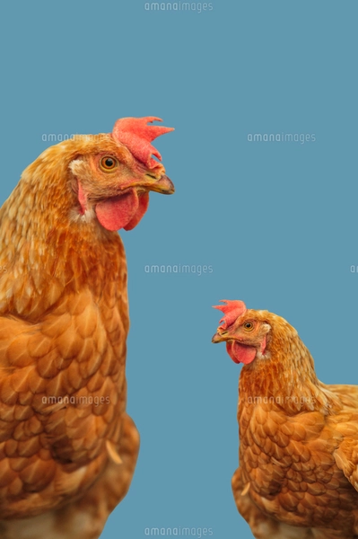 2羽のニワトリと鳥居と朝日 イラストのイラスト素材 [FYI01978064