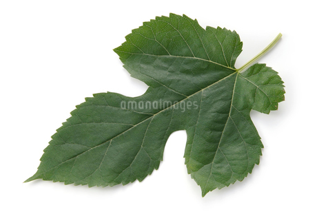 桑の葉の写真素材 [FYI02074572] | ストックフォトの Qlean Market