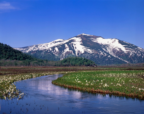 尾瀬ヶ原の水芭蕉と至仏山の写真素材 [FYI02357070] | ストックフォト