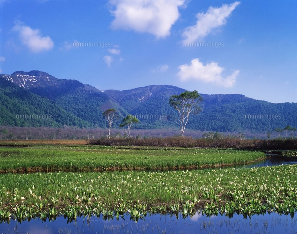 尾瀬ヶ原の水芭蕉と至仏山の写真素材 [FYI02357070] | ストックフォト