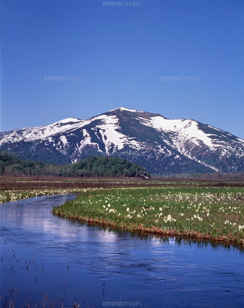 アパレル通販サイトランキング 尾瀬ヶ原の水芭蕉と至仏山の写真素材 ストック | [FYI02357070] 絵画