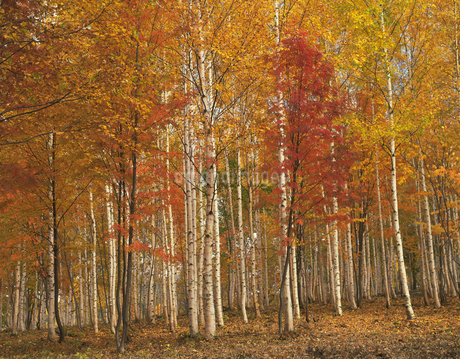 紅葉の白樺林の写真素材 [FYI02367132] | ストックフォトの