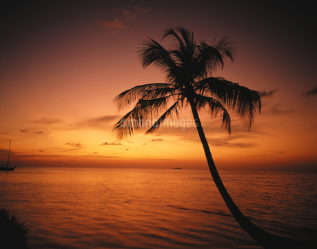 夕暮れの海の写真素材 [FYI02367501] | ストックフォトの Qlean Market