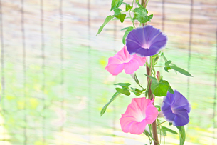 朝顔すだれ 楽天市場】朝顔すだれの通販