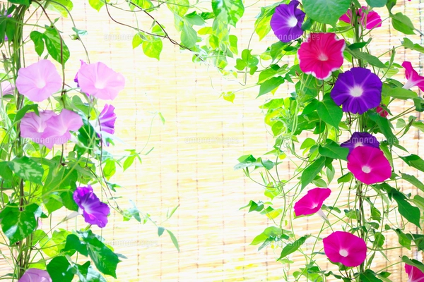 朝顔すだれ 楽天市場】朝顔 ディスプレイ 装飾 朝顔スダレ壁掛け ※内輪の柄が多少