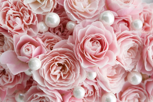 one バラ 花 バラ 宝石の写真・イラスト素材一覧(20件) | ストック