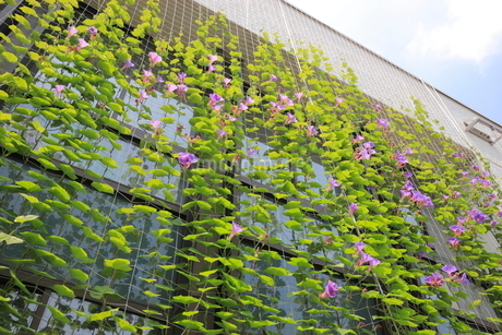 朝顔すだれ みどりのカーテン 緑のカーテンでエコ生活 | 商品えらびの