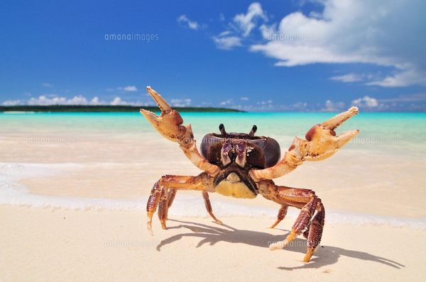砂浜にカニの写真素材 [FYI01481082] | ストックフォトの Qlean Market