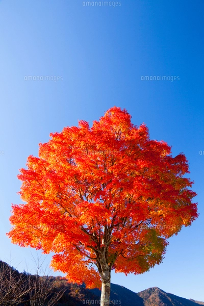 秋の日光 真っ赤に紅葉する一本のモミジの木と山並みの写真素材