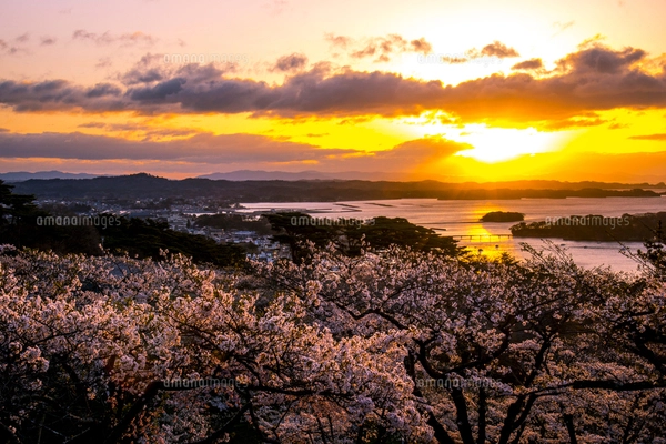桜満開の西行戻しの松公園より朝焼けに染まる空と松島湾の写真素材