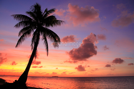 美品！夕焼けの海とヤシの木カップル シルエットフレーム⭐︎迫力の98cm×68cm 夕焼けとヤシの木と海の写真素材 [FYI02477104] | ストックフォトの