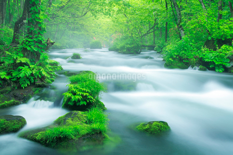 朝霧と清流の写真素材 [FYI02478556] | ストックフォトの Qlean Market
