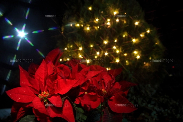 ポインセチアとクリスマスイルミネーションの写真素材 [FYI02497988