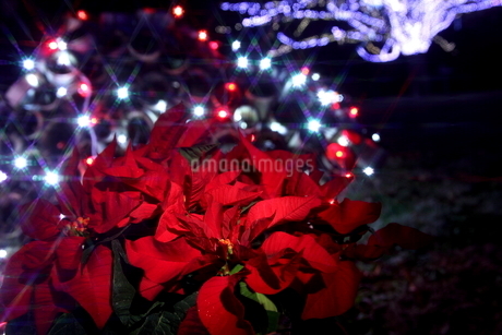 ポインセチアとクリスマスイルミネーションの写真素材 [FYI02497988 
