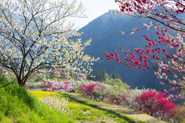 花桃の里の花桃と新緑の写真素材 [FYI02526588] | ストックフォトの
