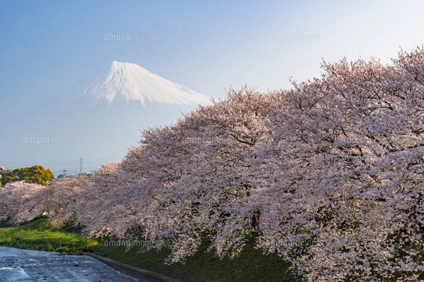 龍巌淵の満開の桜と富士山の写真素材 [FYI01731639] | ストックフォト