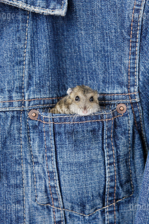 ポケットに入ったハムスターの写真素材 [FYI02582013] | ストック