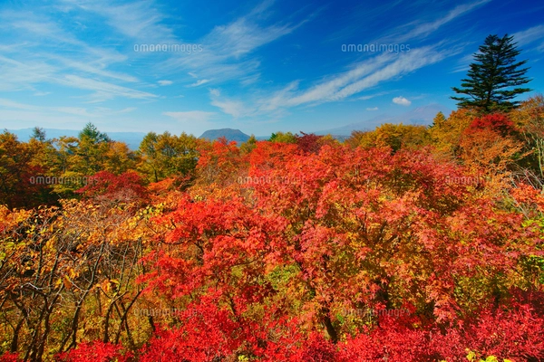 F10号です。碓氷峠で発見した、紅葉。特注額です。 F10号です。碓氷峠で発見した、紅葉。特注額です。 （旧碓氷峠
