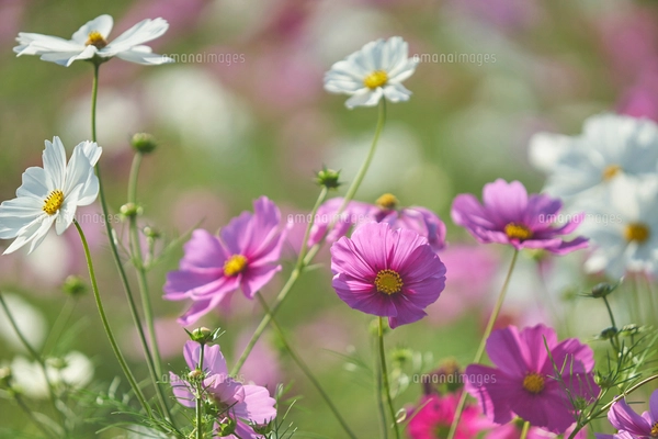 コスモスの写真 Cosmosfield