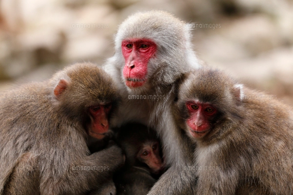 11月 小豆島の平和の群像 二十四の瞳像の写真素材 [FYI02673421