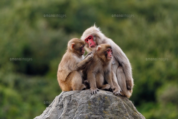 11月 小豆島の平和の群像 二十四の瞳像の写真素材 [FYI02673421
