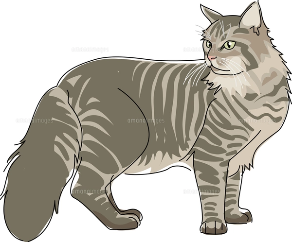 猫 メインクーンのイラスト素材 [FYI02684234] | ストックフォトの