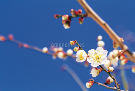 梅の枝の写真素材 [FYI02924103] | ストックフォトの Qlean Market（キュリンマーケット）