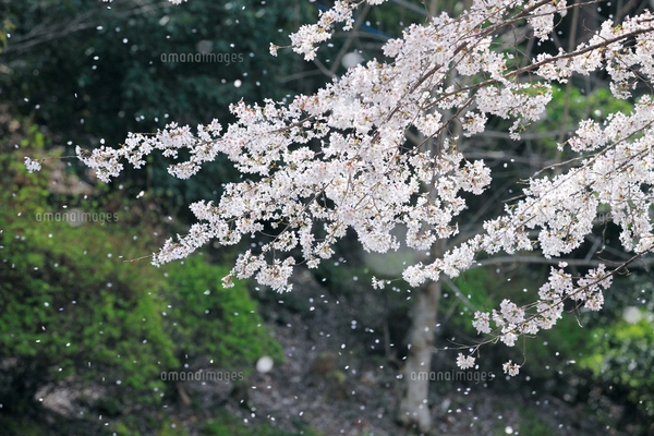 春風に散る桜の花びらの写真素材 [FYI02871741] | ストック