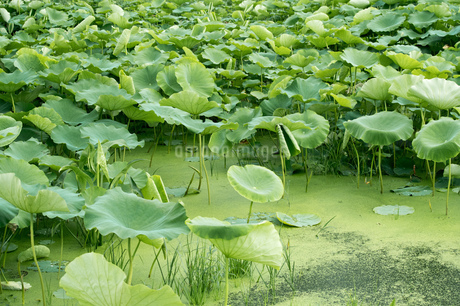 レンコン畑　ハスの葉の写真素材 [FYI02978067]