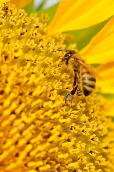 ひまわりと蜂の写真素材 [FYI02984183] | ストックフォトの Qlean