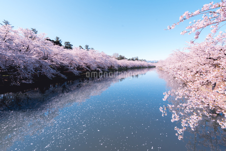 青森県・弘前市・弘前公園の桜（弘前さくらまつり）の写真素材 [FYI02989135] | ストックフォトの Qlean Market