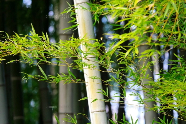 横から撮影した竹の葉と幹の写真素材 [FYI02990317] | ストックフォト