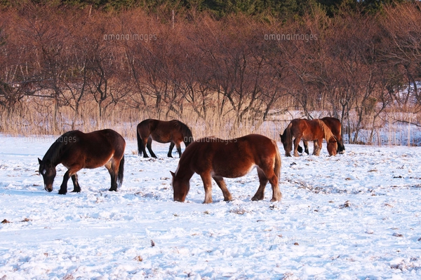 尻屋崎の寒立馬の写真素材 [FYI03007819] | ストックフォトの Qlean