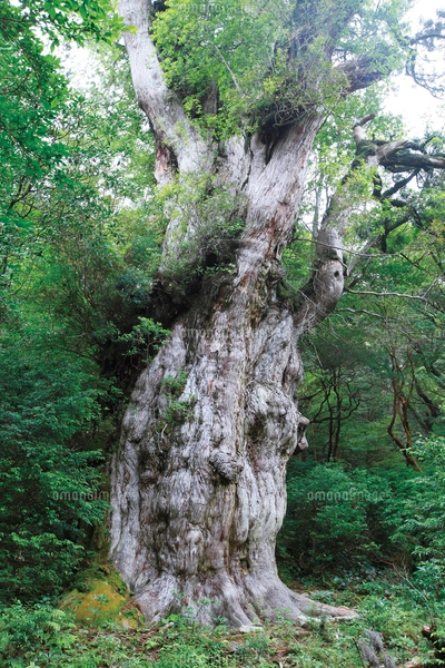 タブ,アコウ,ガジュマル合体木の写真素材 [FYI01511471] | ストック