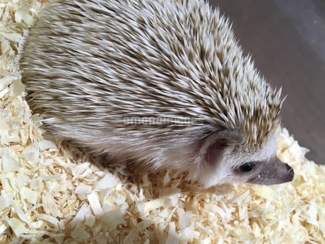 上からのハリネズミの写真素材 [FYI03123931] | ストックフォトの