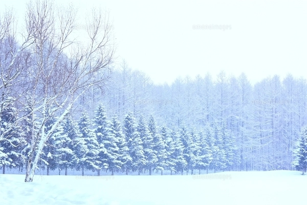 富良野の森 雪景色の写真素材 [FYI03131796] | ストックフォトの Qlean