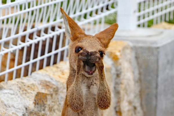 カンガルーの赤ちゃんの写真素材 [FYI03133408] | ストックフォトの