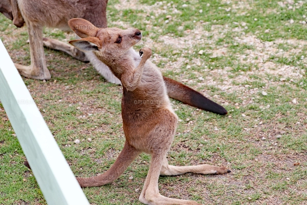 カンガルーの赤ちゃんの写真素材 [FYI03133407] | ストックフォトの