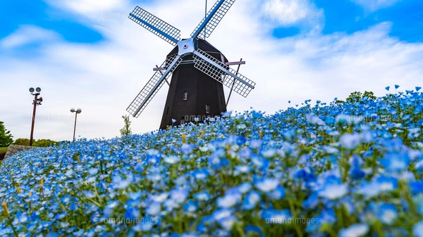 風景 鶴見緑地公園 ネモフィラと風車の丘の写真素材 [FYI03142325