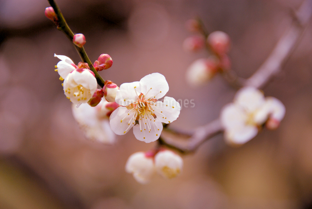 梅の枝の写真素材 [FYI03165342] | ストックフォトの Qlean Market